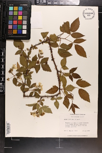 Rubus argutus image