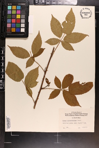 Rubus argutus image