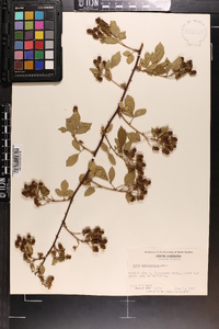 Rubus argutus image