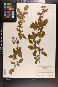 Rubus argutus image