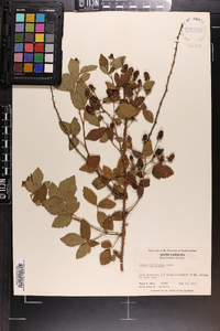 Rubus cuneifolius image