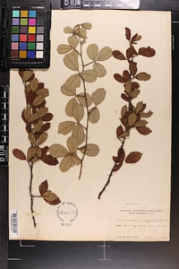 Rubus cuneifolius image