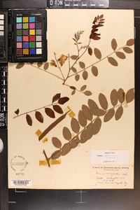 Robinia x margaretta image