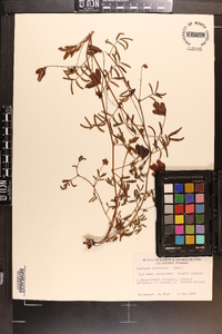 Neptunia pubescens image