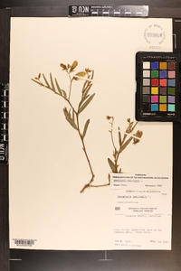 Crotalaria sagittalis image