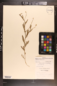 Crotalaria sagittalis image