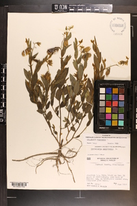 Crotalaria sagittalis image