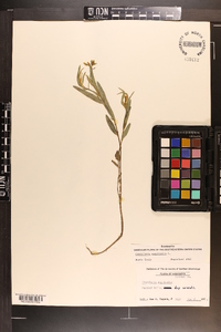 Crotalaria sagittalis image