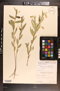 Crotalaria sagittalis image