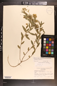 Crotalaria sagittalis image