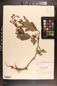 Crotalaria spectabilis image