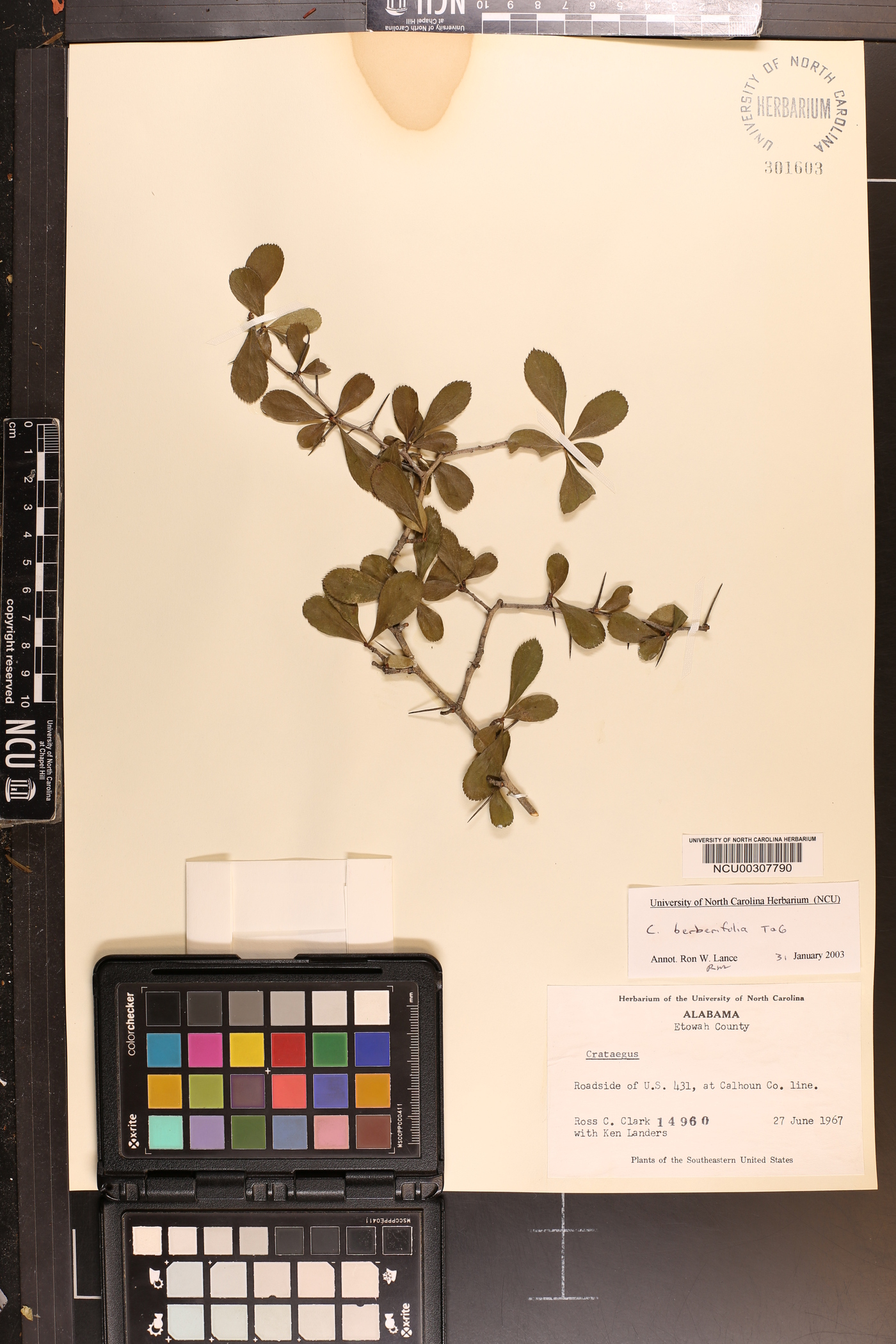 Crataegus berberifolia image