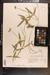 Vigna luteola image