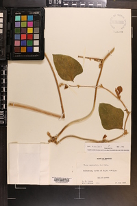 Vigna luteola image