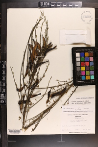 Cytisus scoparius image