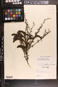 Cytisus scoparius image