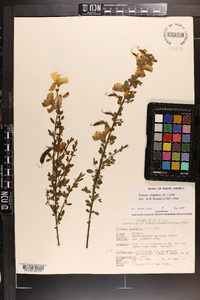 Cytisus scoparius image