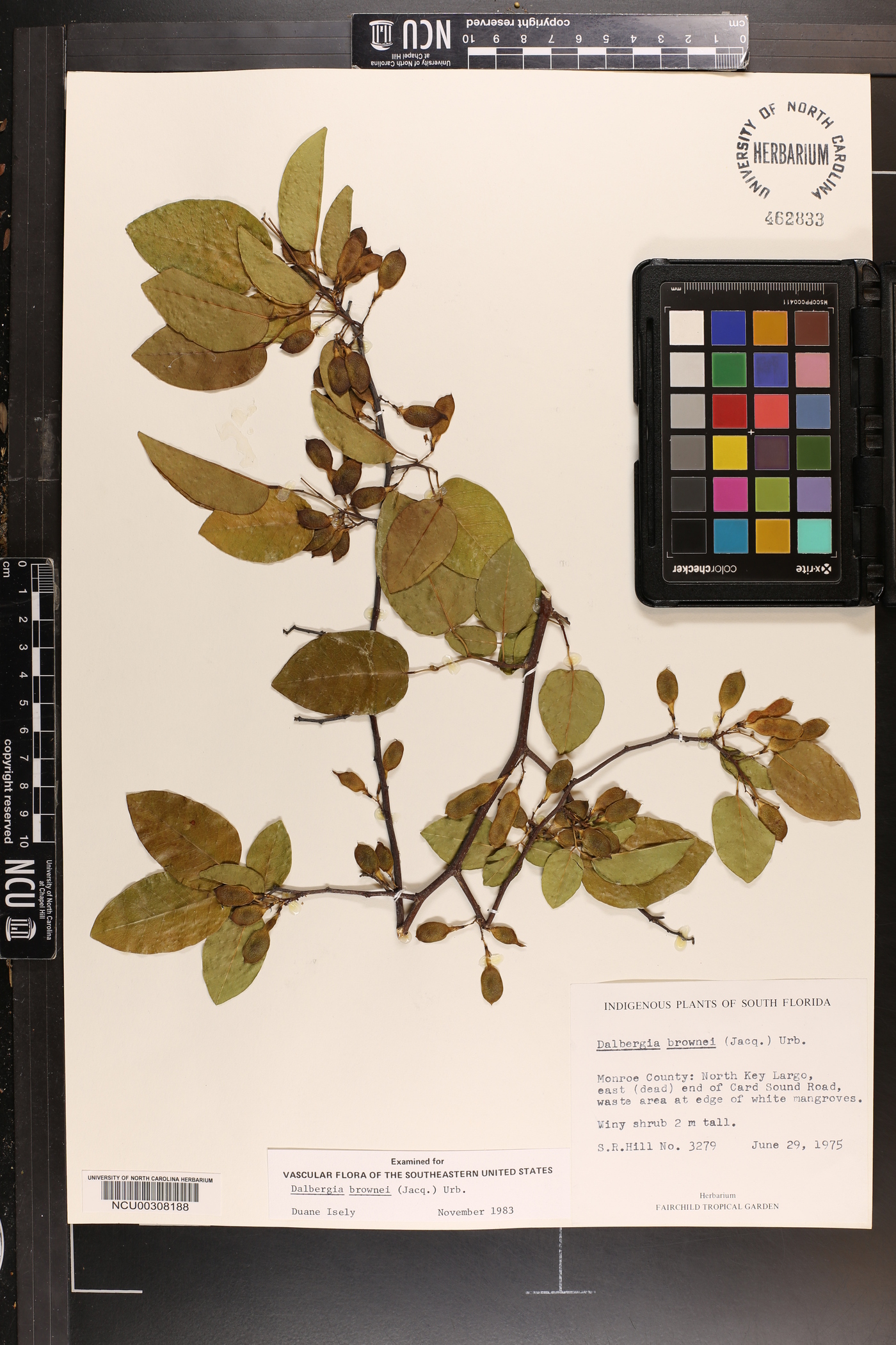 Dalbergia brownei image