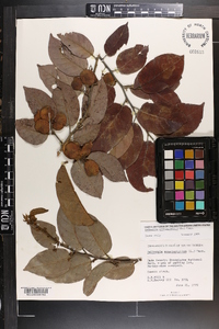 Dalbergia ecastaphyllum image