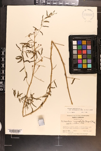Mimosa microphylla image
