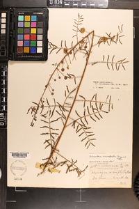 Mimosa microphylla image