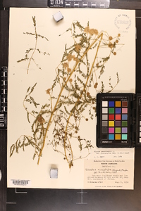 Mimosa microphylla image