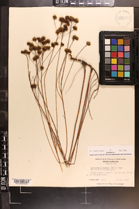 Dalea pinnata image