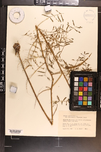 Mimosa microphylla image