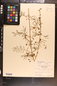 Mimosa microphylla image