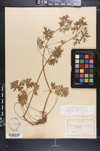 Geranium carolinianum var. carolinianum image