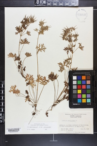 Geranium carolinianum var. carolinianum image
