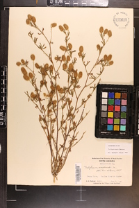 Trifolium arvense image