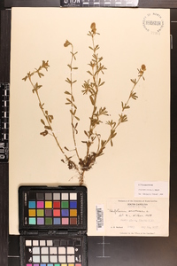 Trifolium arvense image