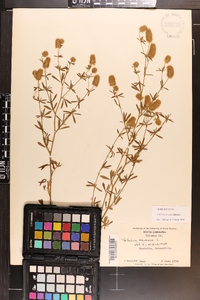 Trifolium arvense image