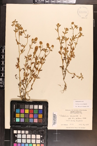 Trifolium arvense image