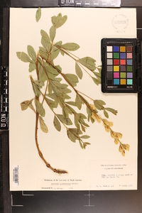 Baptisia sphaerocarpa image