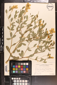 Baptisia sphaerocarpa image