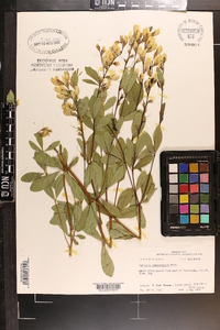 Baptisia perfoliata image