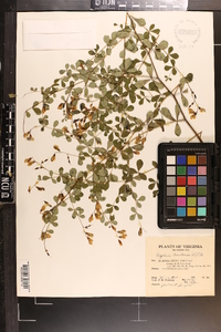 Baptisia tinctoria image