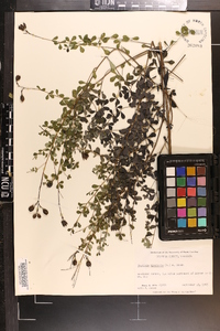 Baptisia tinctoria image