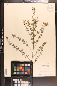 Baptisia tinctoria image