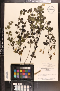 Baptisia tinctoria image