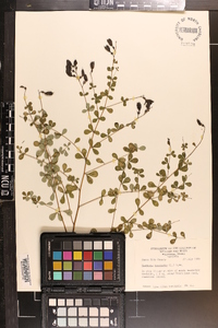 Baptisia tinctoria image