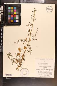 Mimosa microphylla image