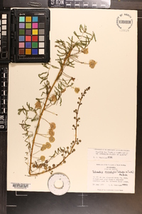 Mimosa microphylla image