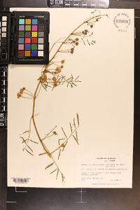 Mimosa microphylla image