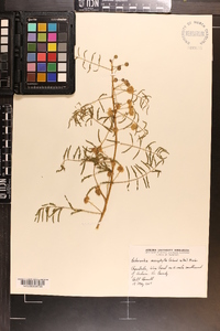 Mimosa microphylla image