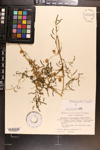 Mimosa microphylla image