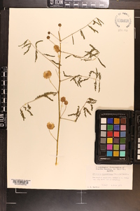 Mimosa microphylla image