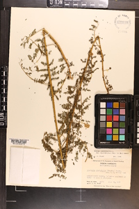 Mimosa microphylla image